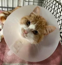 UN AIUTO PER CRODINO