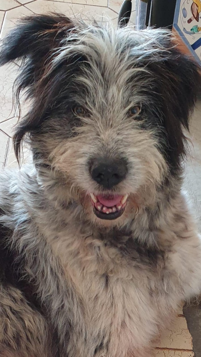 Storia di Marvin, un cane del Sud