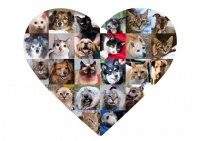 Raccolta cibo al Mulino dei Fiori di Gattinara