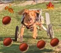 Castagnate del GIARDINO DI QUARK - Borgosesia, Rondò il 15-22-29 ottobre e 5-12 novembre