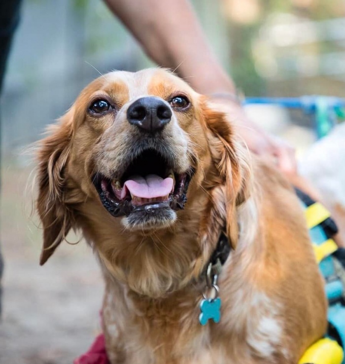 A NATALE REGALA UN ADOZIONE A DISTANZA