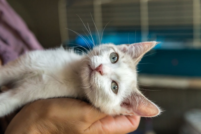 FESTA DEL GATTO - Raccolte cibo