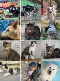 Buone  Vacanze a tutti i nostri Amici