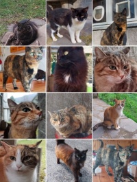 Mici in cerca di casa