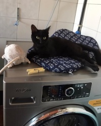 AGGIORNAMENTO LAVATRICI