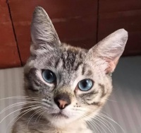 APPELLO PER CIBO INTESTINAL GATTI