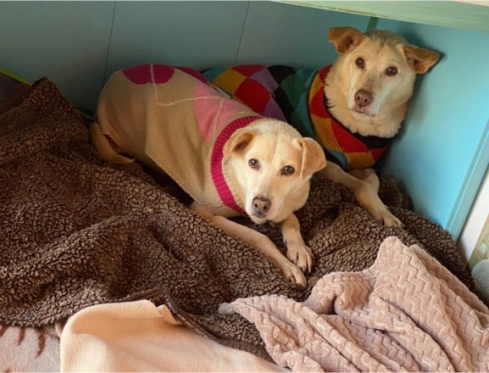 La storia di Lavinia e Leila