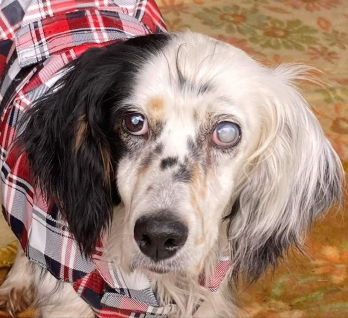 Vuoi adottarmi a distanza?