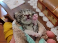 Per gatti e gattini serve...