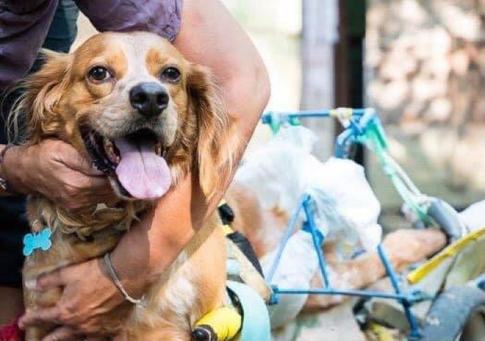 Raccolta fondi per il nuovo carrellino di Joe