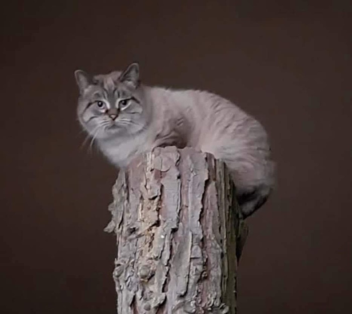RACCOLTA CIBO AL MULINO DEI FIORI DI GATTINARA