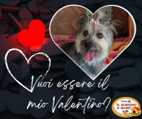 Un biscottino per San Valentino