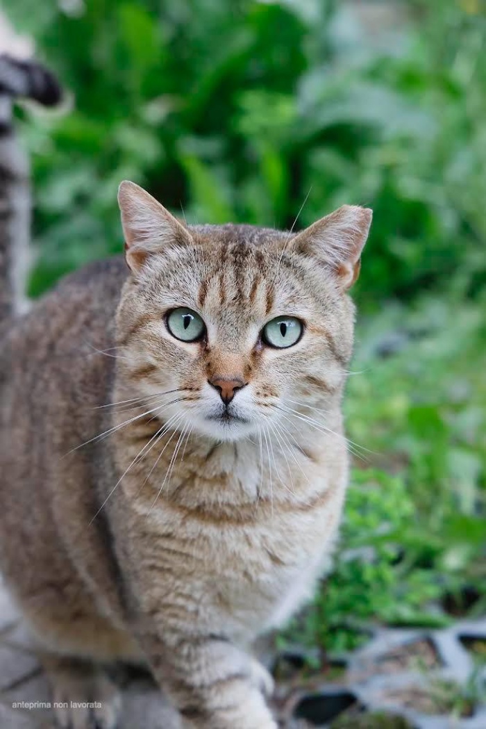 Giornata del gatto-raccolta cibo