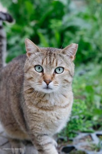 Giornata del gatto-raccolta cibo