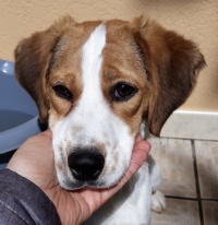 FORTUNATA, OVVERO FIFI'