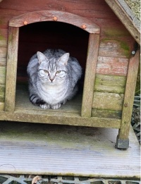 Sostieni le colonie feline