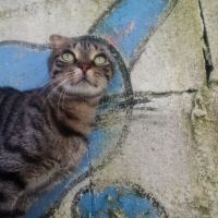 17 febbraio 2016 - 27° FESTA NAZIONALE DEL GATTO