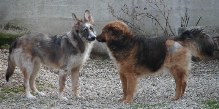 L'istruttore nel giardino