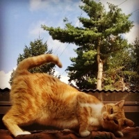 Raccolta cibo all'Esselunga di Quaregna - sabato 9 novembre