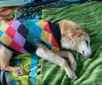 FIORI CHE NON POTRANNO MAI SBOCCIARE