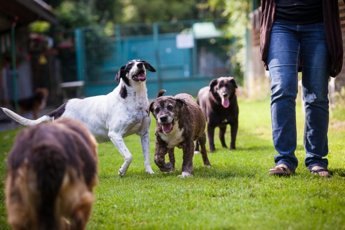 IL CANILE PER ANIMALI DISABILI E ANZIANI LANCIA LA CAMPAGNA DI ADOZIONE A DISTANZA