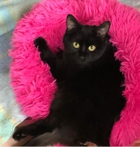 Mochi